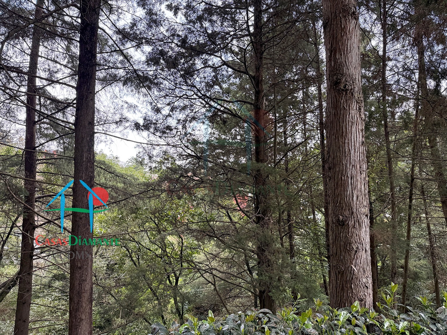 Rancho San Francisco Casa Encino - Jardín 7